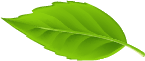 LEAF6